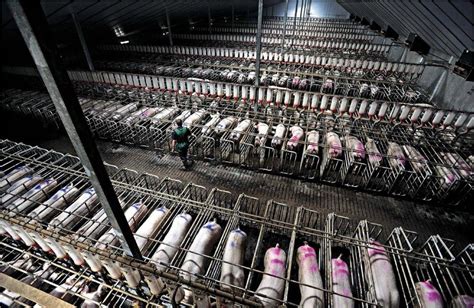 meat is not the problem factory farms are